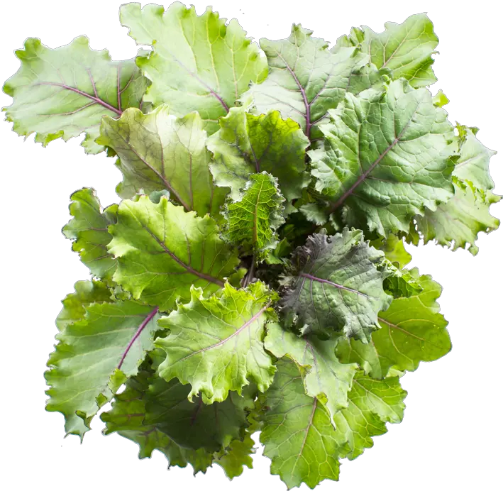 Infarm Scarlet Kale Spring Greens Png Kale Png