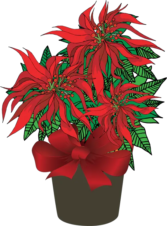 Poinsettias Clipart Manglik Transparent Flowerpot Png Poinsettia Transparent Background