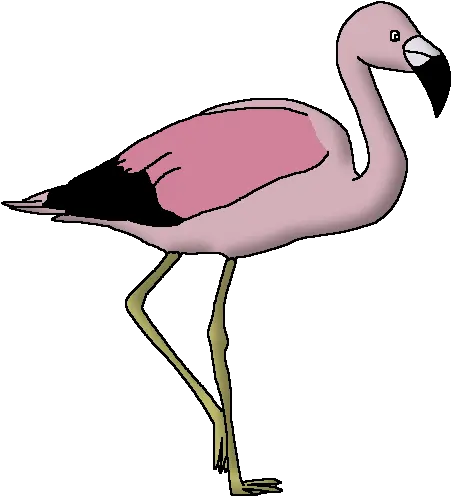 Andean Flamingo Png U0026 Free Flamingopng Transparent Animal Pedia Wiki Fandom Flamingo Icon