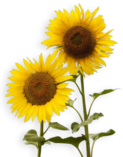 Sunflower Hd Png