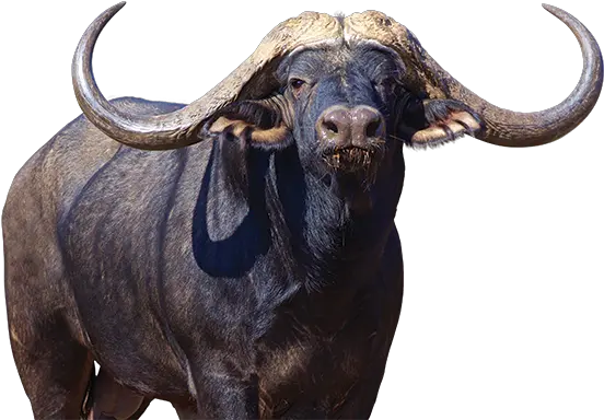 Png Images Transparent Free Download Buffalo Png Buffalo Png