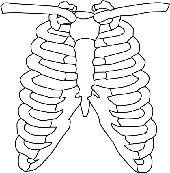 Rib Cage Png Svg Clip Art For Web Download Clip Art Png Xray Clipart Cage Icon