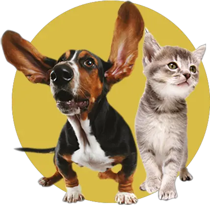 Dogs Donaldsonu0027s Vets Dog Png Dog Ears Png