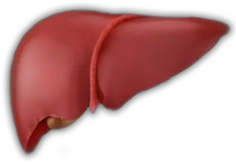 Lbs Lovely Png Liver Icon