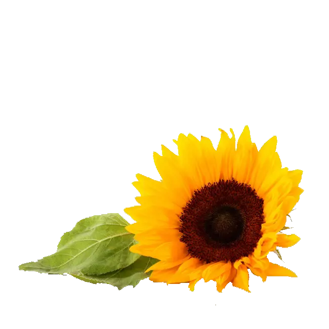 Sunflower Crown Png