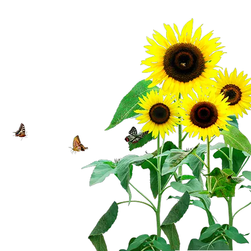 Sunflower Field Png