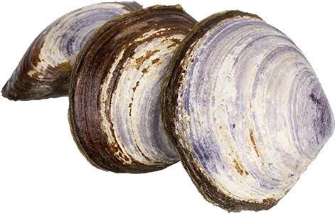 Clams Png Photo Bc Clams Clam Png