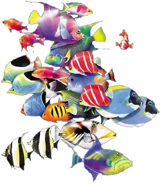 Download Oa Ocean Fish School Of Fish Png School Of Fish Png