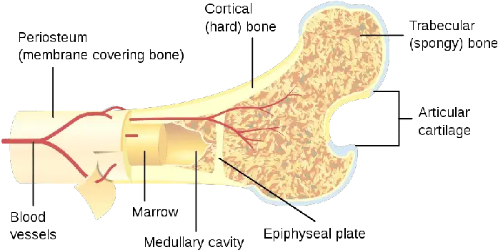 Cross Section Of A Large Bone Download Scientific Diagram Trabecular And Cortical Bone Png Bone Png