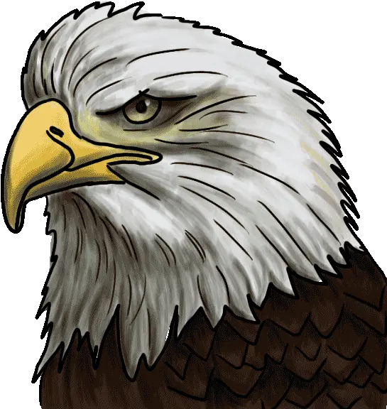 Instructions Bald Eagle Png Bald Eagle Head Png