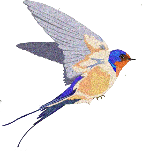 Barn Swallow Background Png Swallow Bird Transparent Bg Transparent Swallow Bird Bird Transparent Background