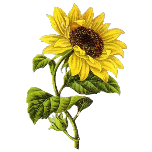 Sunflower Cartoon Png