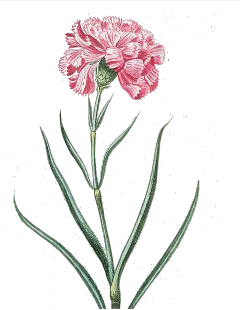 Free Image Flower Pink Transparent Vintage Flowers Transparent Vintage Png Carnation Png