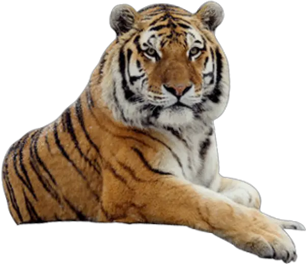 Tiger Png Free Download 1 Tiger Png Tiger Png