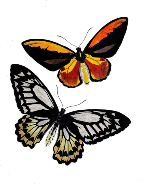 Butterfly Moth Vintage Art Free Stock Photo Public Domain Butterflies Png Moth Transparent Background