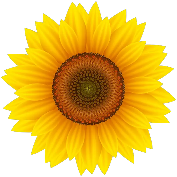 Sunflower Black And White Png
