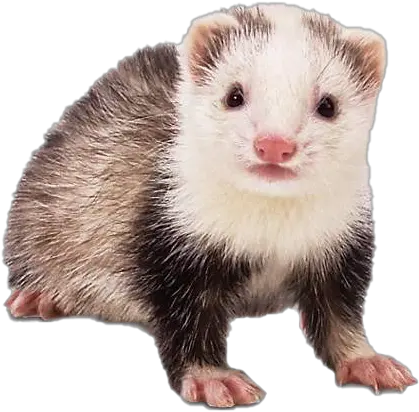 Ferret Background Png Image Farriot Animal Ferret Png