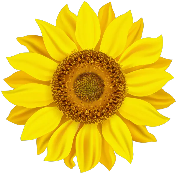 Sunflower Aesthetic Png