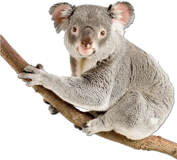 Hd Png Transparent Koala Koala Png Koala Transparent