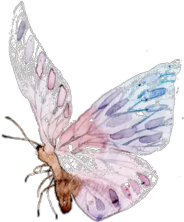 Butterfly Freetoedit Ftestickers Wings Transparent Watercolor Pastel Butterfly Png Watercolor Butterfly Png