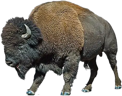 Bison Png Hd Image Bison Png Bison Png