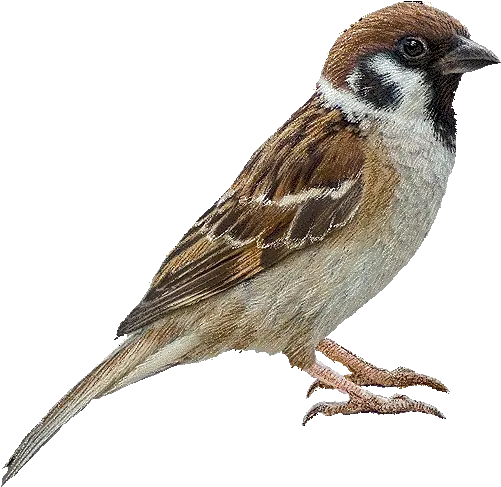 Download Free Png Sparrow Sparrow Png Sparrow Png