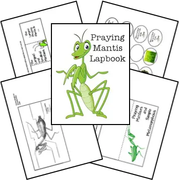 Free Praying Mantis Animal Study U0026 Lapbook Printables Lapbook Elefante Png Praying Mantis Png