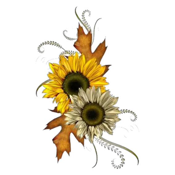 Real Sunflower Png