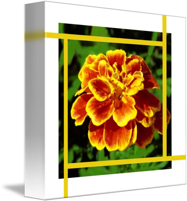 Golden Marigold Flower And Gold Lines By Lloyd Cain Marigold Png Marigold Transparent