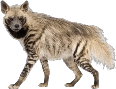 Download Free Png Hyena Image Hyenas Png Hyena Png