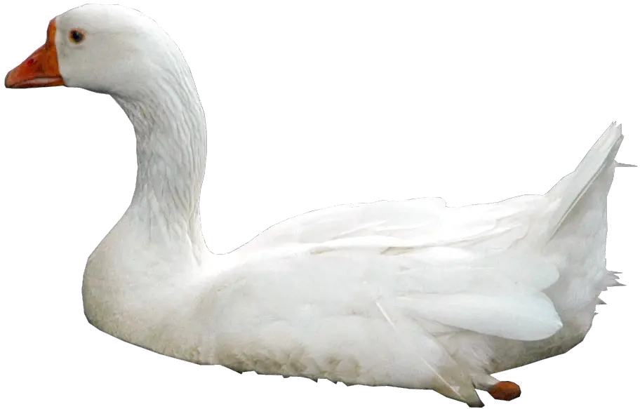 Download Free Png Swan Photos Ducks In Water Png Swan Png