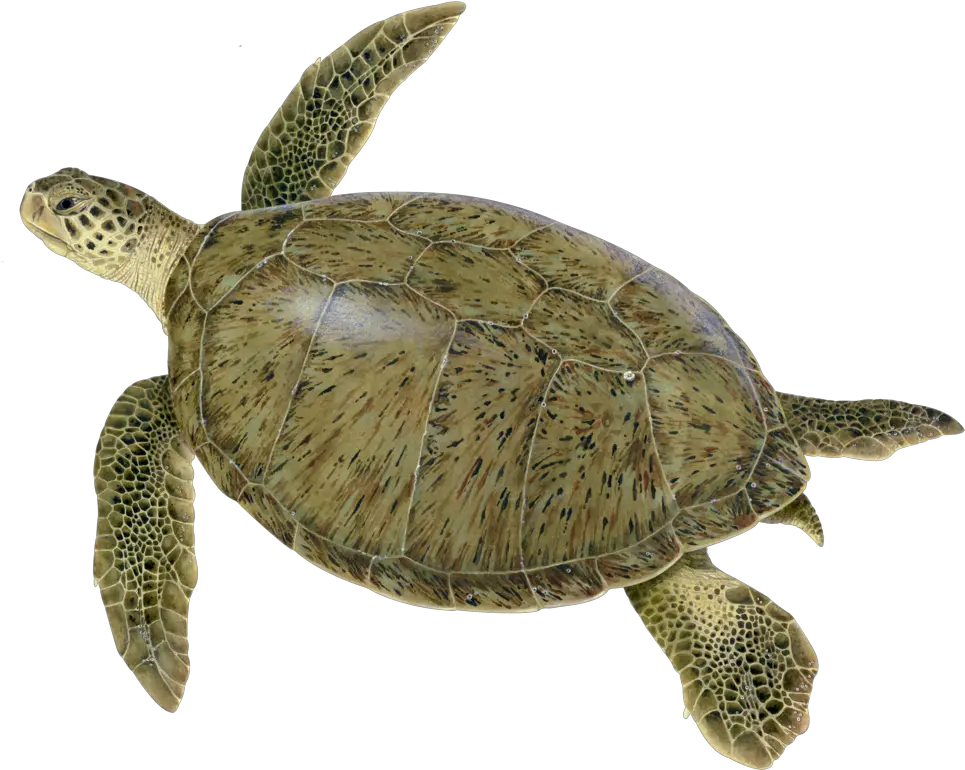 Sea Turtle Species U2014 Upwell Png