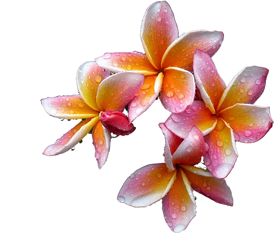 Plumeria Flowers Png Free Download Plumeria Oil Png Plumeria Flower Png