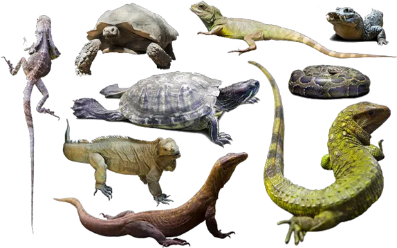 Jha Reptiles Home Reptiles Animals Png Lizard Transparent