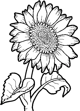 Sunflower Flower Coloring Page Coloringcrewcom Sunflower Colorless Png Girasol Png