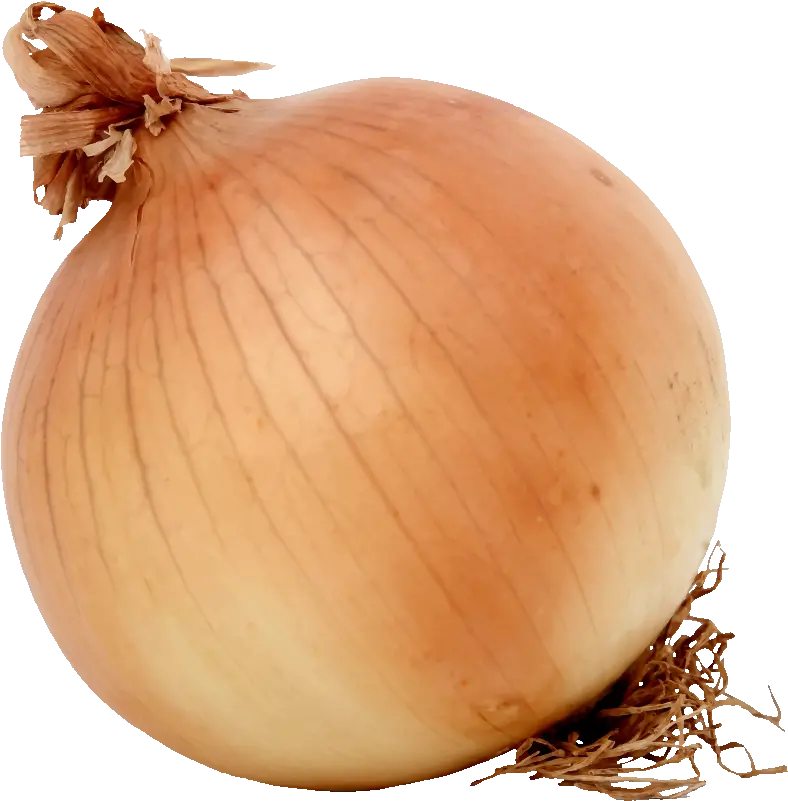Download Free Onion Images Clip Art Onion Png Onion Png