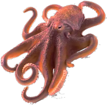 Octopus Png No Background Clipart Octopus Png Octopus Png