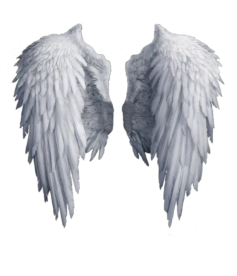 Wrapping Angel Wings Png