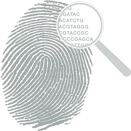 Detecting Meaningful Variations In Dna Natera Fingerprint Image For Thresholding Png Thumb Print Png