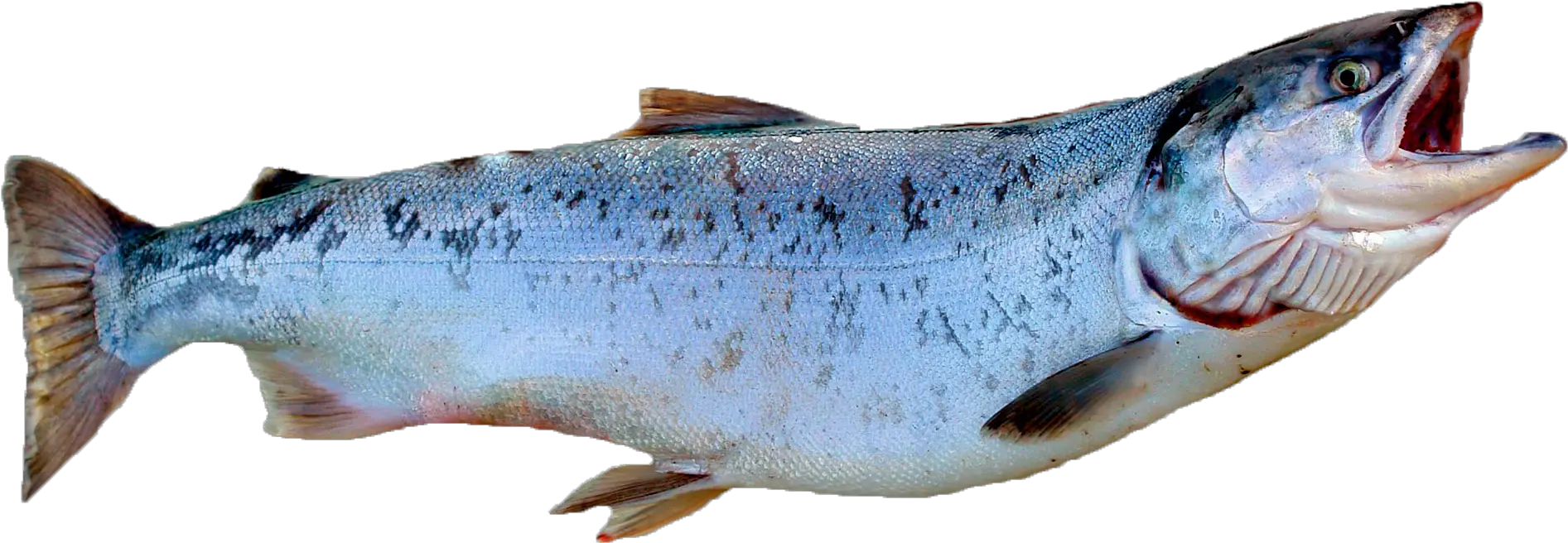 Download King Salmon Coho Salmon Png Png Image With No Salmon With No Background Salmon Transparent