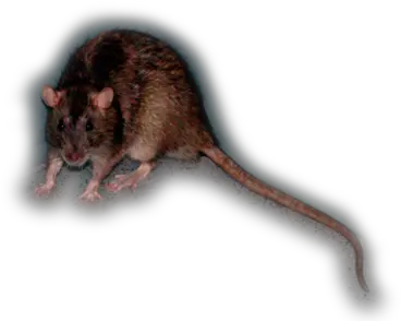 Learn About Norway Rats Rat Png Rat Transparent