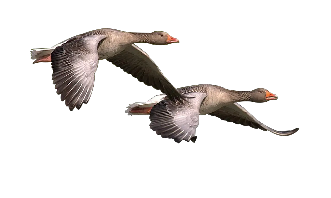 Free Canada Geese Images Meaning Of Go On A Wild Goose Chase Png Goose Transparent