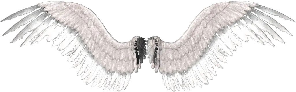Real White Angel Wings Png
