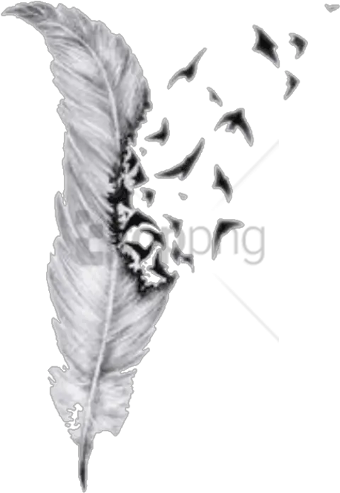 Pencil Feather Drawing Transparent Png Joseph Morgan Feather Tattoo Feather Drawing Png