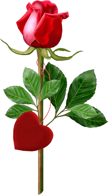 Single Rose Png 3 Image Good Morning Image With Single Rose Single Rose Png