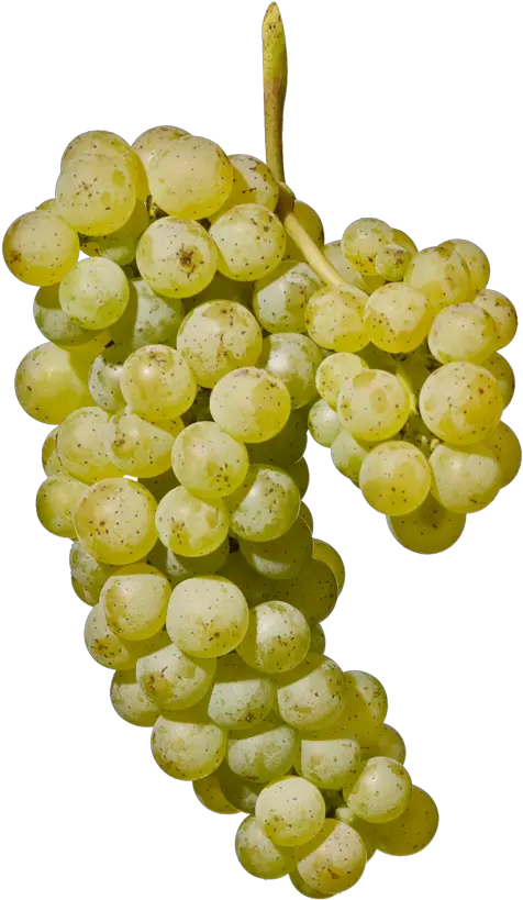 Sauvignon Blanc Alto Adige Wine Sultana Png Grape Png