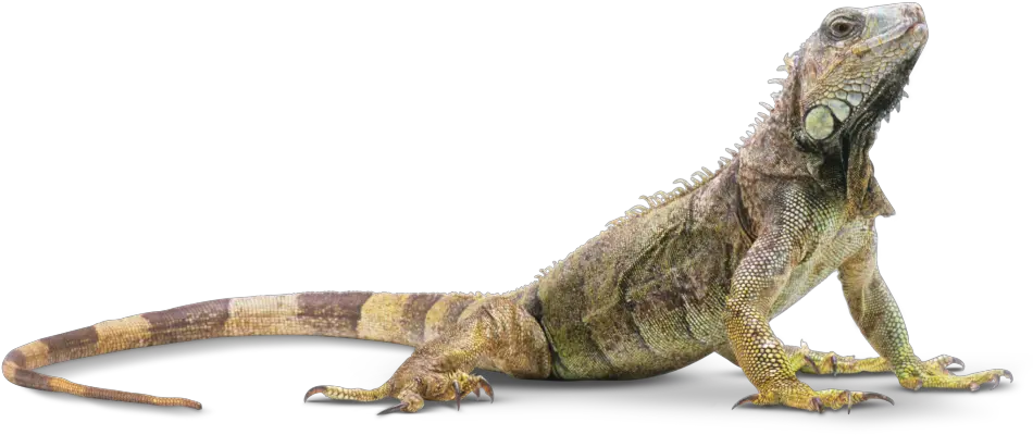 Lizards Png Hd Transparent Hdpng Images Pluspng Lizard Png Lizard Transparent