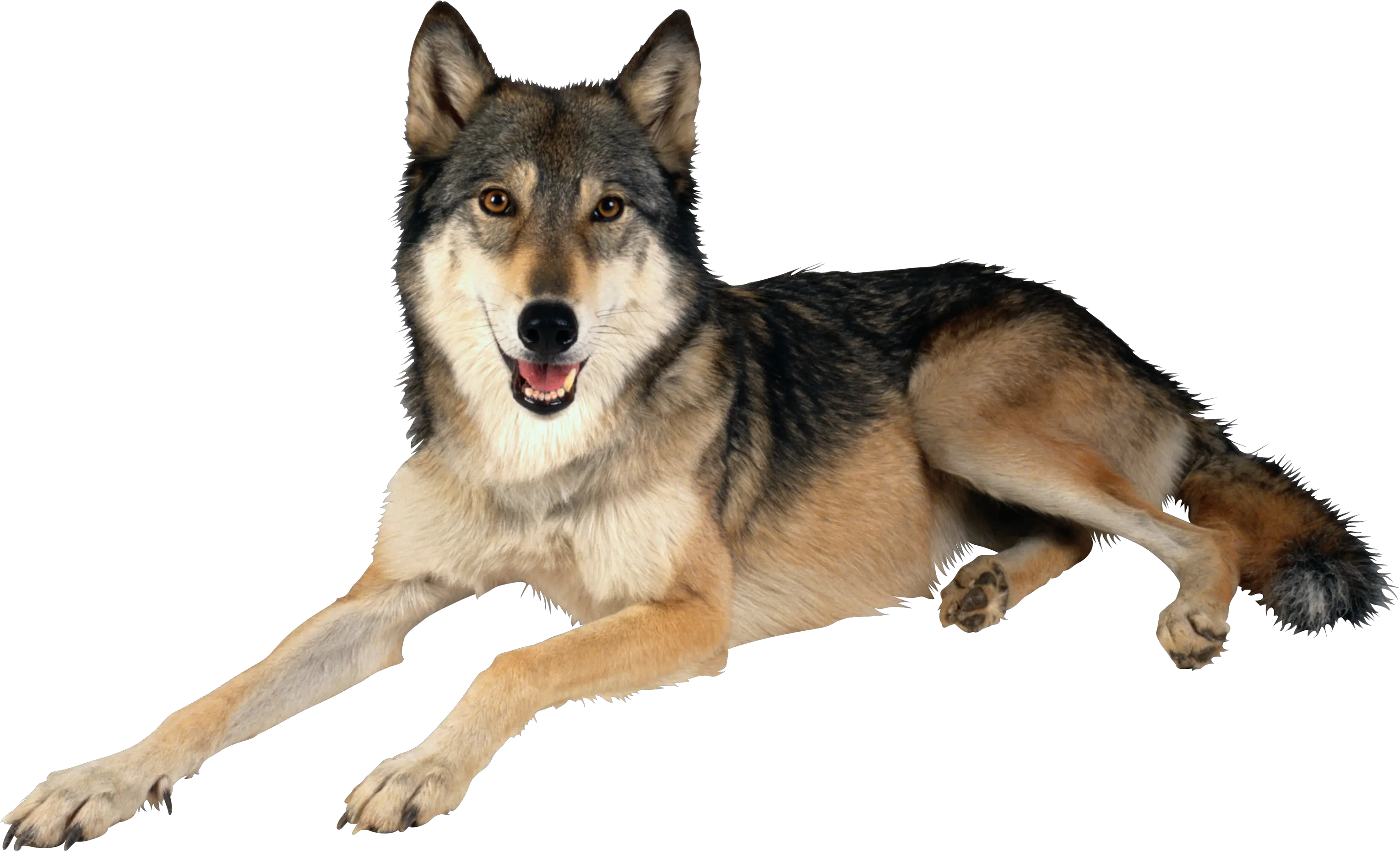 Wolf Transparent Png File Web Icons Wolf Dog Png Lobo Png