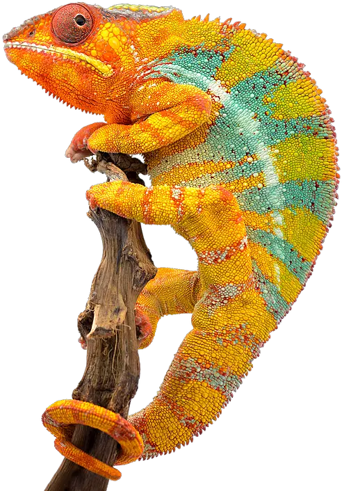 Chameleon Business Solutions In Guernsey Panther Chameleon Png Chameleon Png