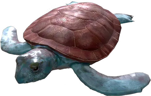 Turtle Activity Description Model Of A Sea Chelonioidea Tortoise Png Dory Icon